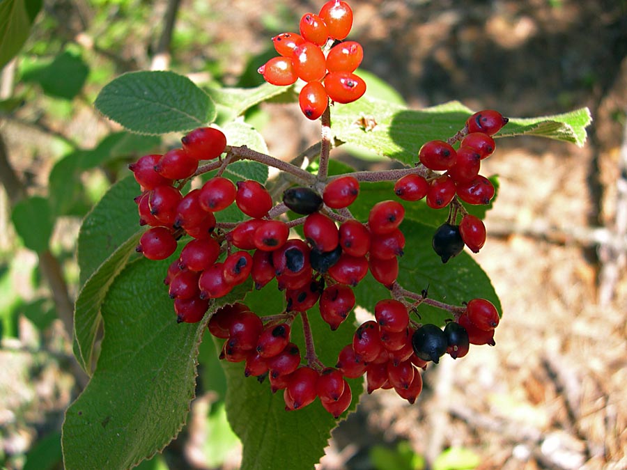 Bacche di? Viburnum lantana